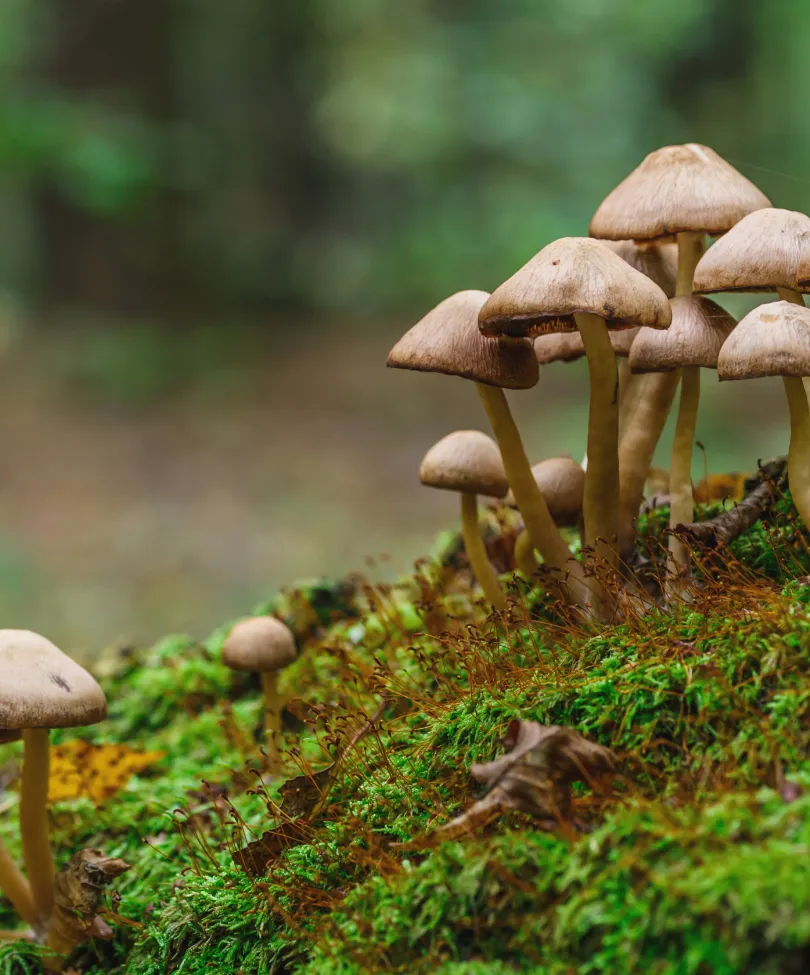 blog-microdosing